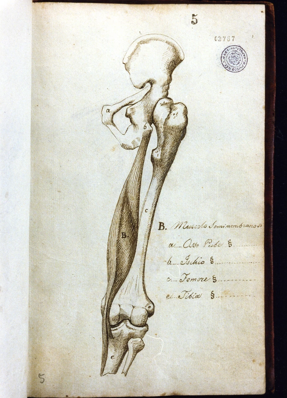 Studio anatomico - Certosa di san Martino, Napoli